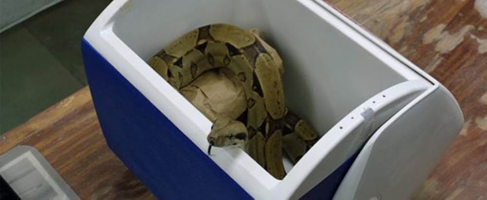 セントラル・インテリジェンスの画像