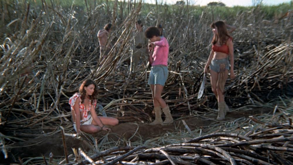 スウィート・シュガー 性獣女徒刑囚の画像