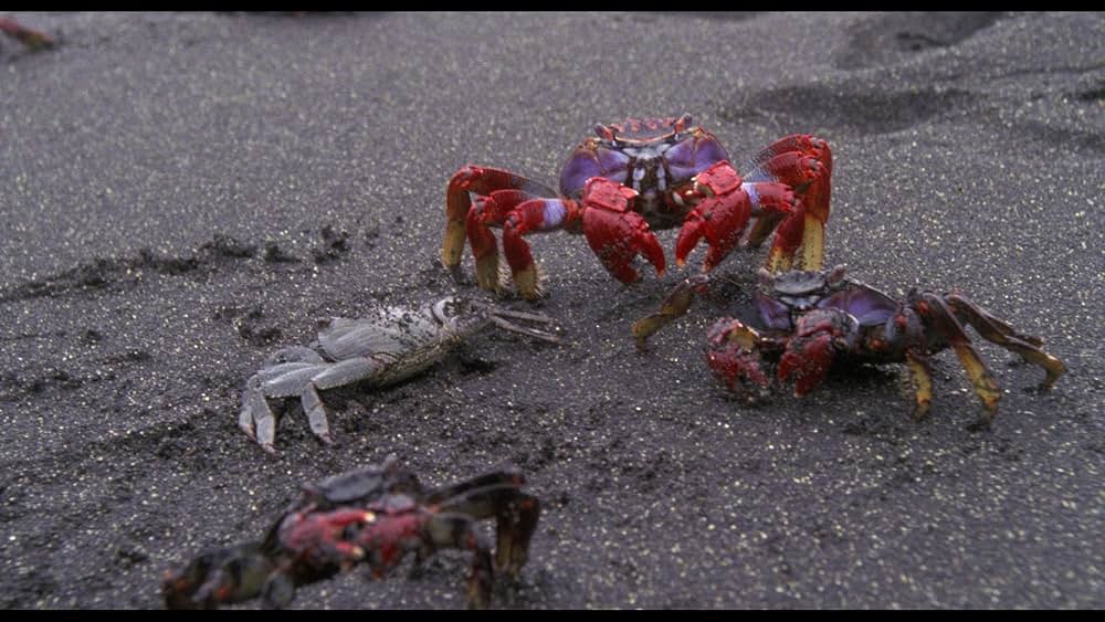 人獣戯画の画像