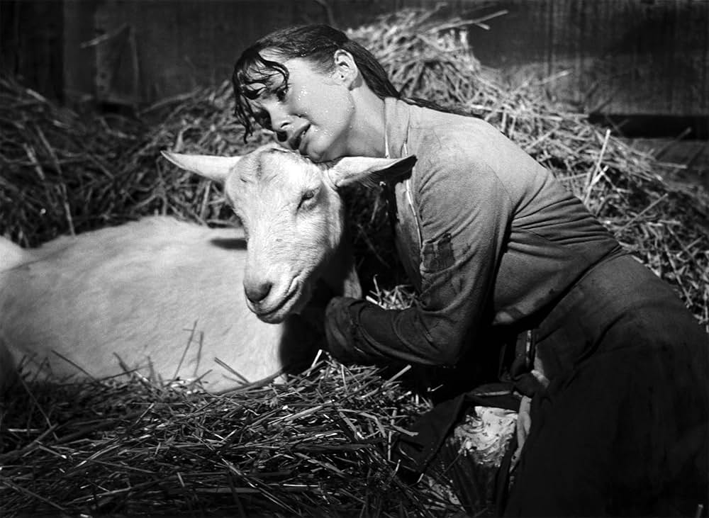 タミーと独身者の画像