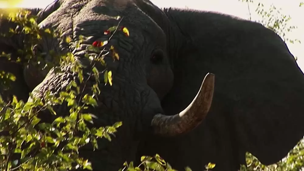 ギヴァー 記憶を注ぐ者の画像