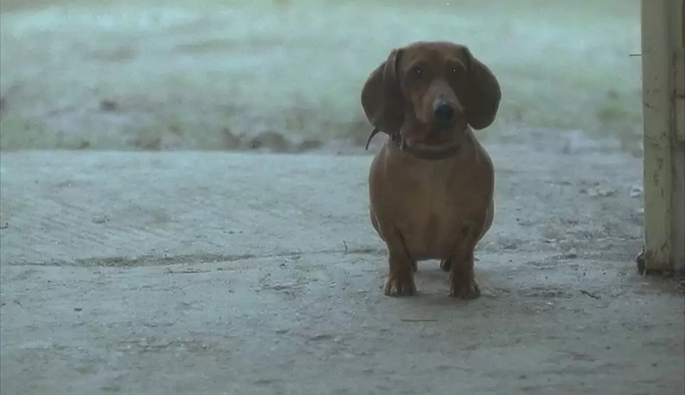 アングスト／不安の画像