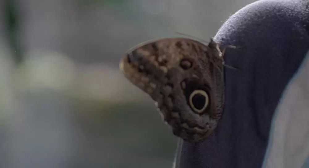 6才のボクが、大人になるまで。の画像