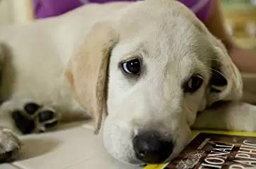 「マーリー 世界一おバカな犬が教えてくれたこと」の画像