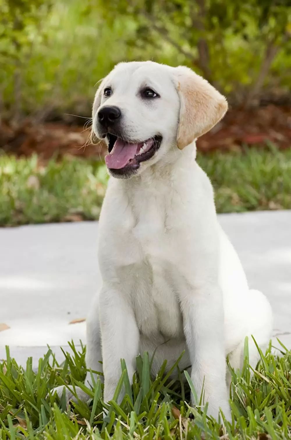 マーリー 世界一おバカな犬が教えてくれたことの画像