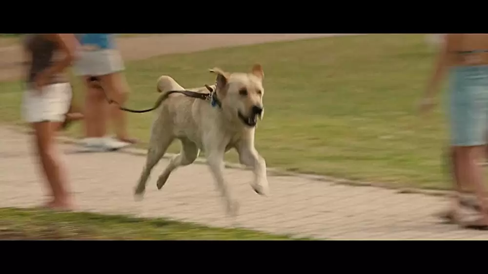 マーリー 世界一おバカな犬が教えてくれたことの画像