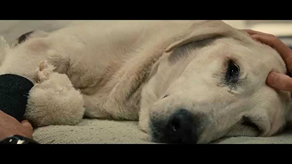 マーリー 世界一おバカな犬が教えてくれたことの画像