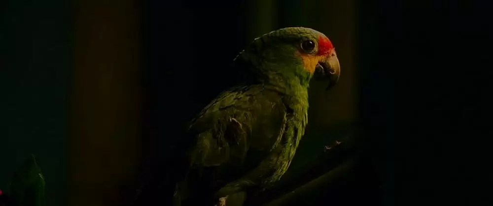 マイ・ボディガードの画像