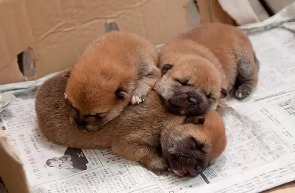 ひまわりと子犬の7日間の画像