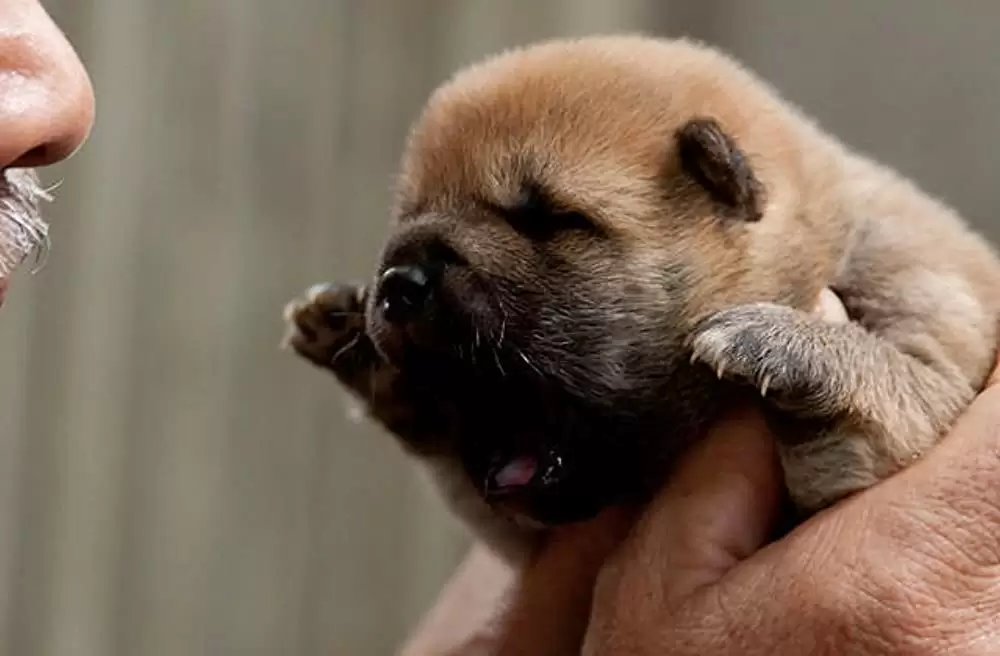 ひまわりと子犬の7日間の画像