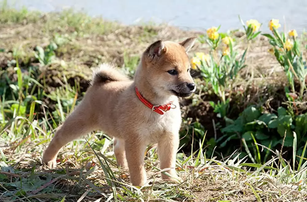 ひまわりと子犬の7日間の画像