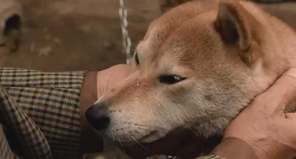 ひまわりと子犬の7日間の画像