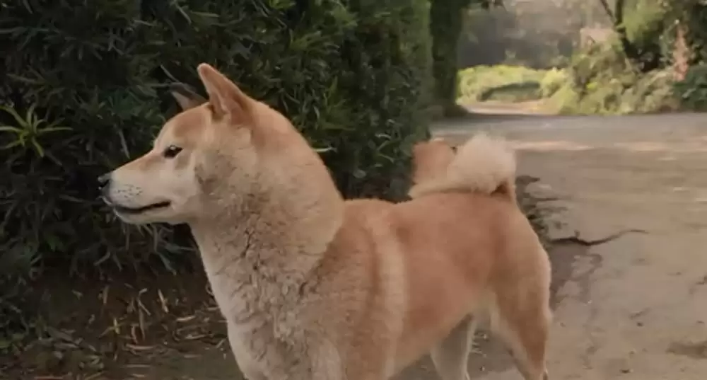 ひまわりと子犬の7日間の画像