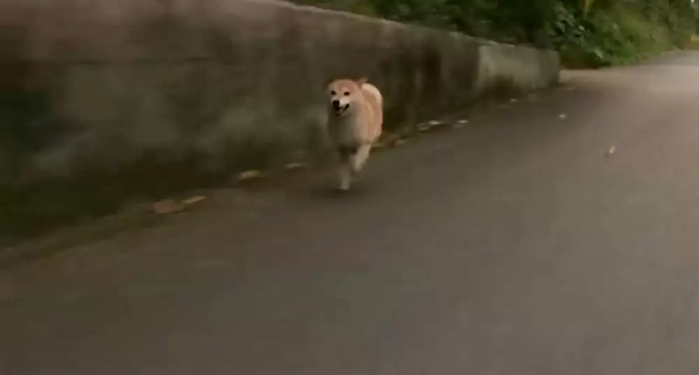 ひまわりと子犬の7日間の画像