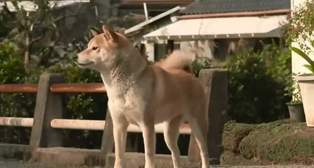 ひまわりと子犬の7日間の画像