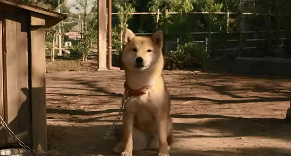 ひまわりと子犬の7日間の画像