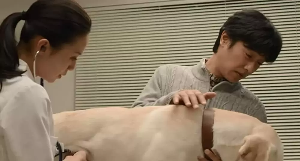 ひまわりと子犬の7日間の画像