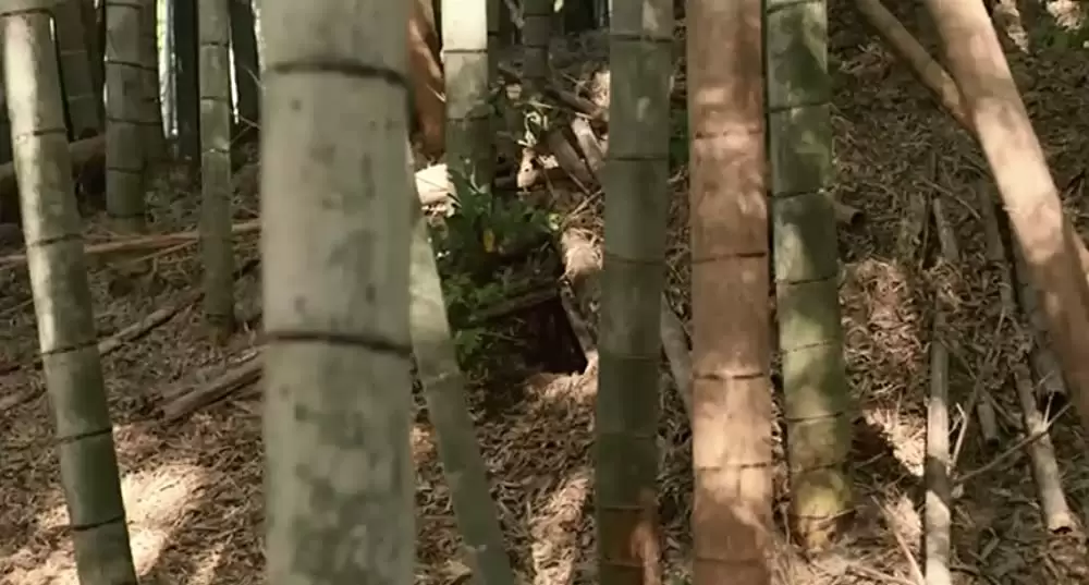 ひまわりと子犬の7日間の画像