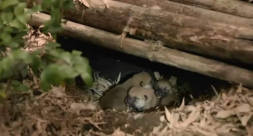 ひまわりと子犬の7日間の画像