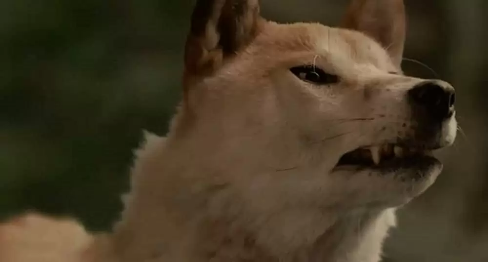 ひまわりと子犬の7日間の画像