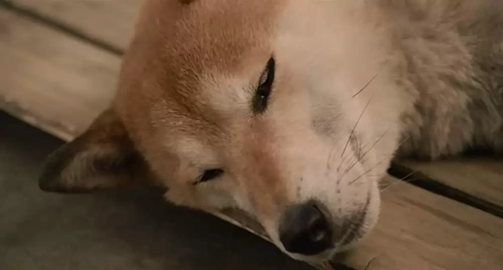 ひまわりと子犬の7日間の画像