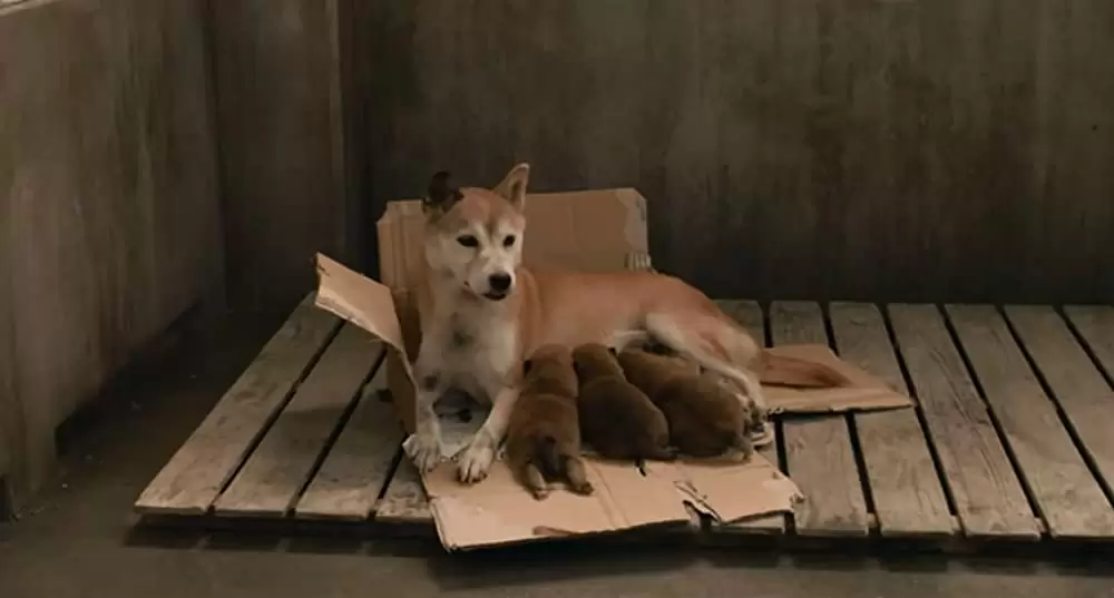 「ひまわりと子犬の7日間」の画像