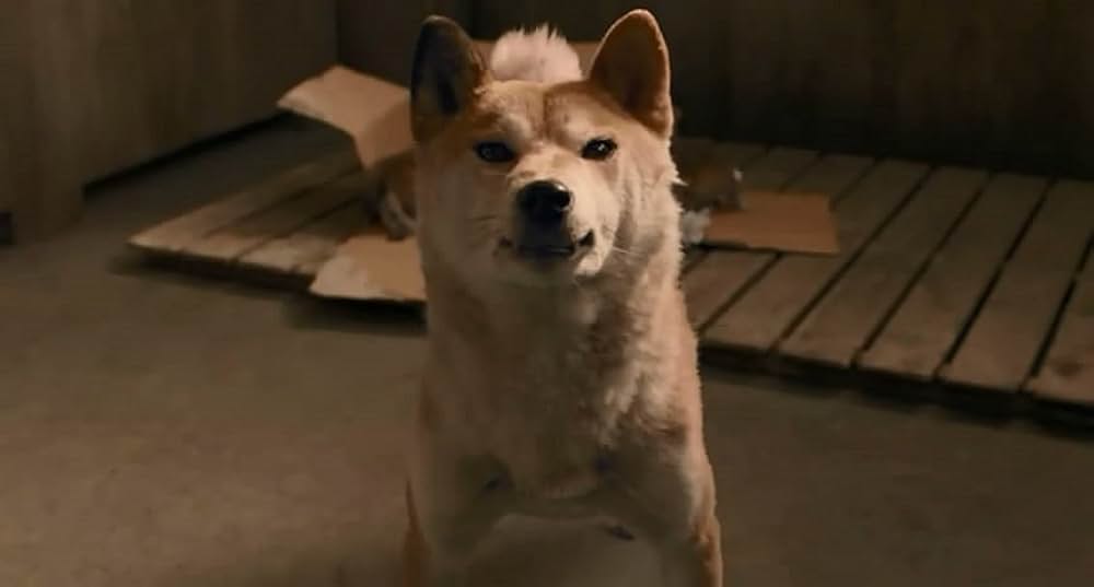 ひまわりと子犬の7日間の画像