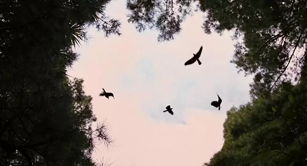 テラビシアにかける橋の画像