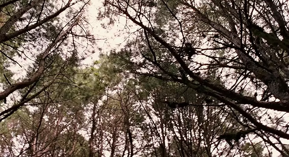 テラビシアにかける橋の画像