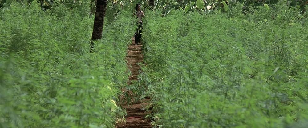 ザ・ビーチの画像