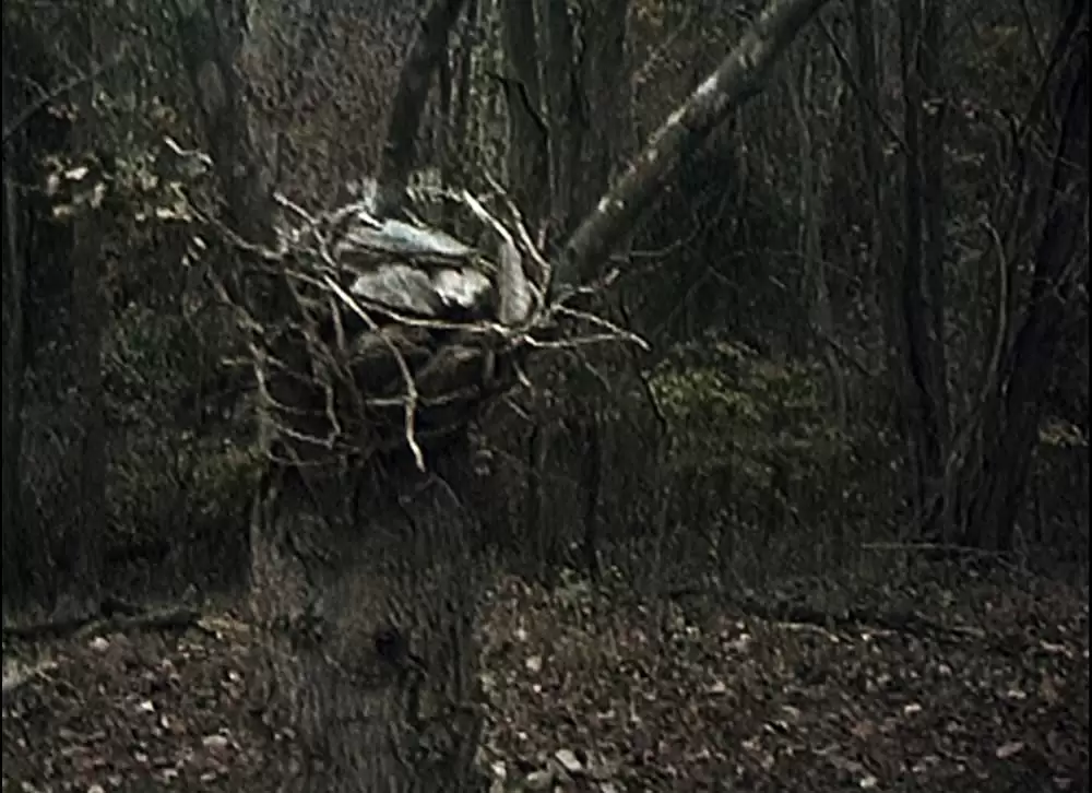 ブレア・ウィッチ・プロジェクトの画像