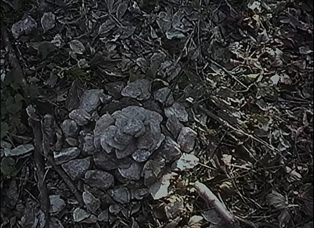 ブレア・ウィッチ・プロジェクトの画像