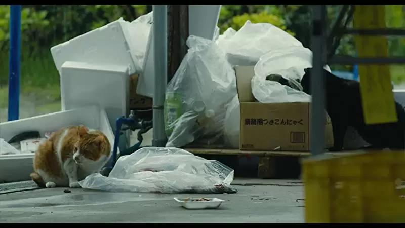 旅猫リポートの画像