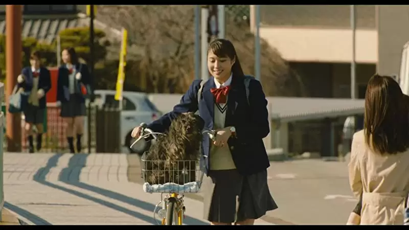 旅猫リポートの画像