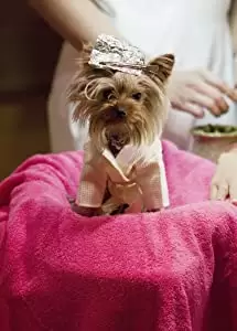 ハイスクール・ミュージカル2の画像