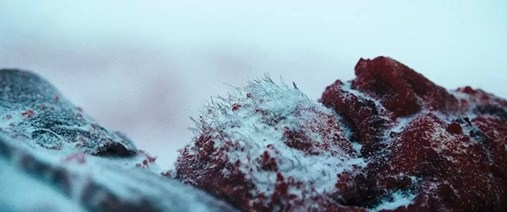 ザ・グレイ 凍える太陽の画像