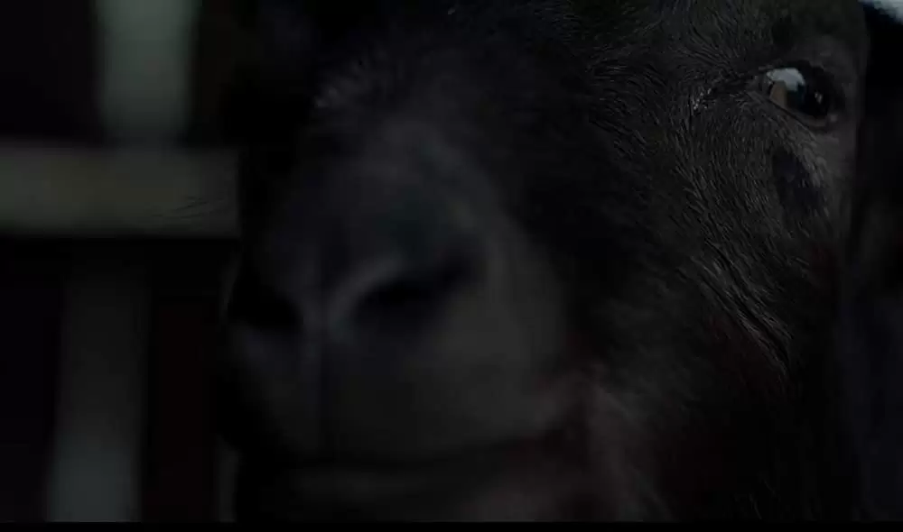 ウィッチの画像