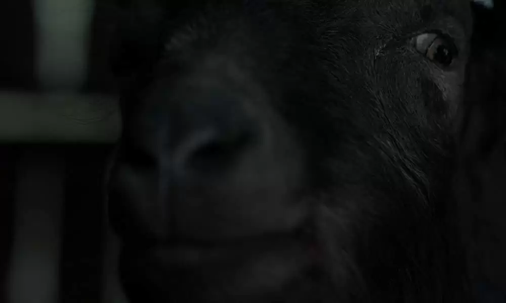 ウィッチの画像