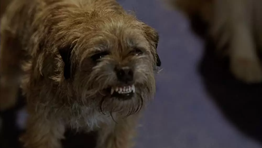 ガーフィールド ザ・ムービーの画像