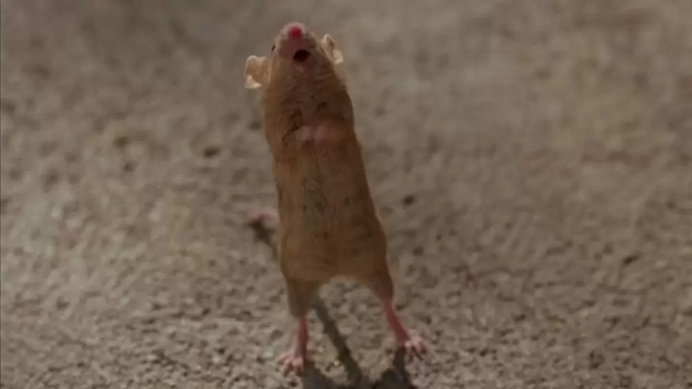 ガーフィールド ザ・ムービーの画像