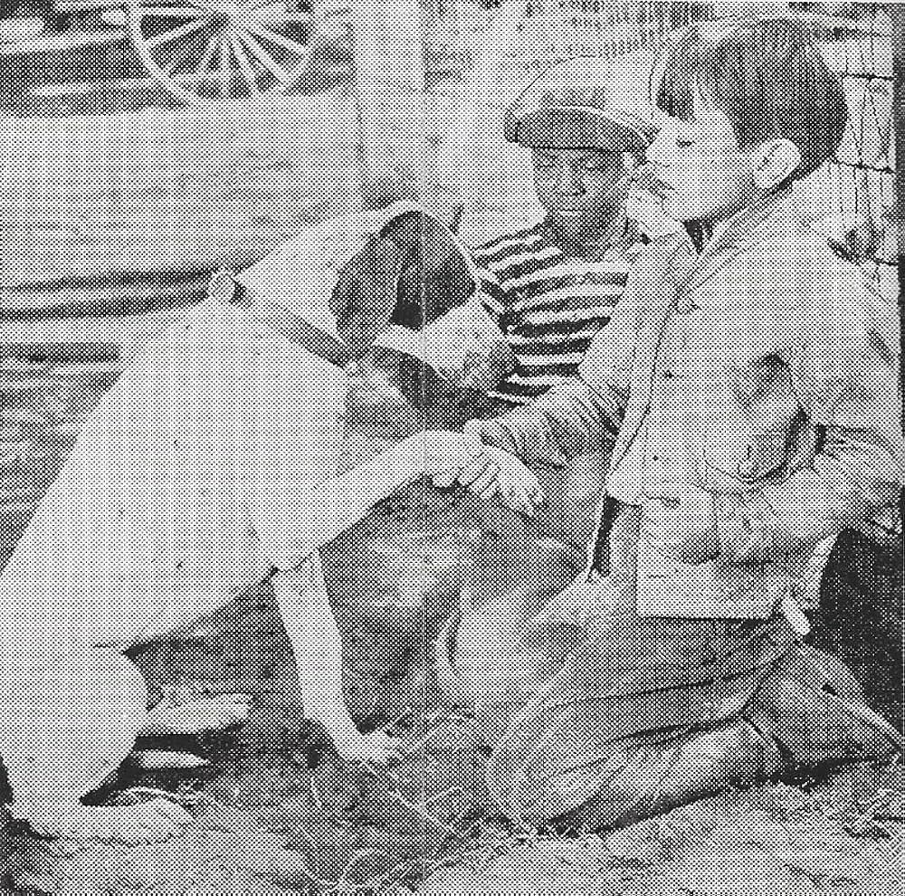 僕の愛犬の画像