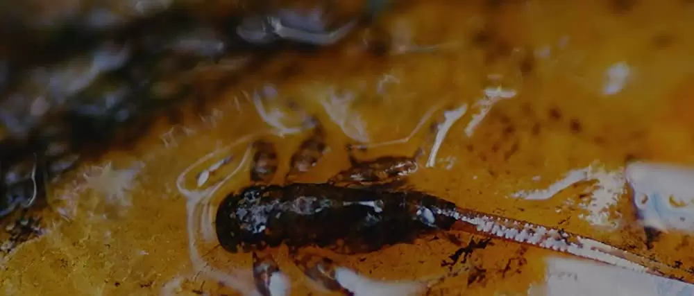 ニンフォマニアック Vol.1の画像