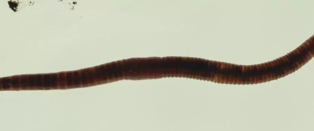 アイ・オリジンズの画像