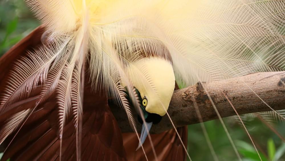 アッテンボロー 極楽鳥の世界の画像