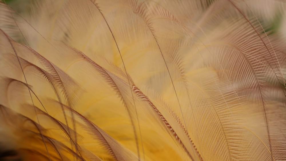 アッテンボロー 極楽鳥の世界の画像