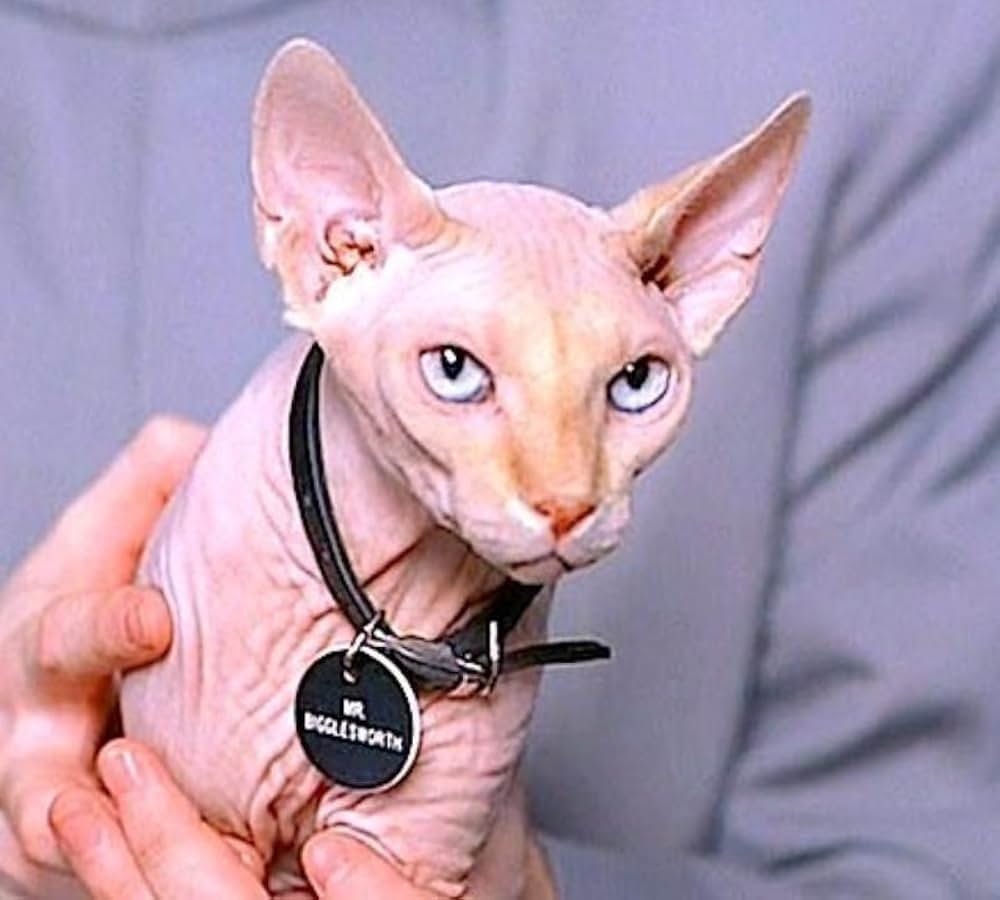 オースティン・パワーズの画像