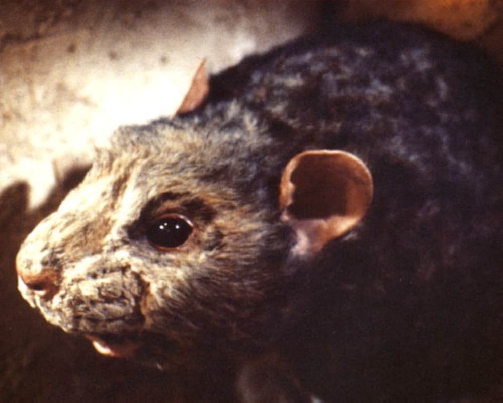 スター・ウォーズ・ホリデー・スペシャルの画像