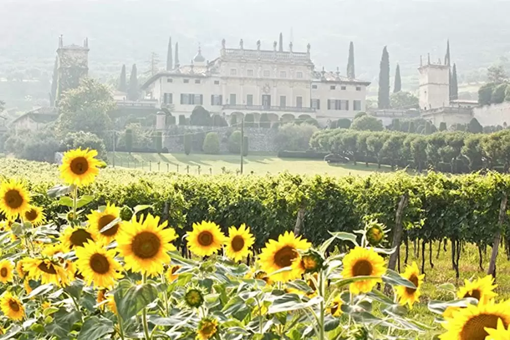 ジュリエットからの手紙の画像