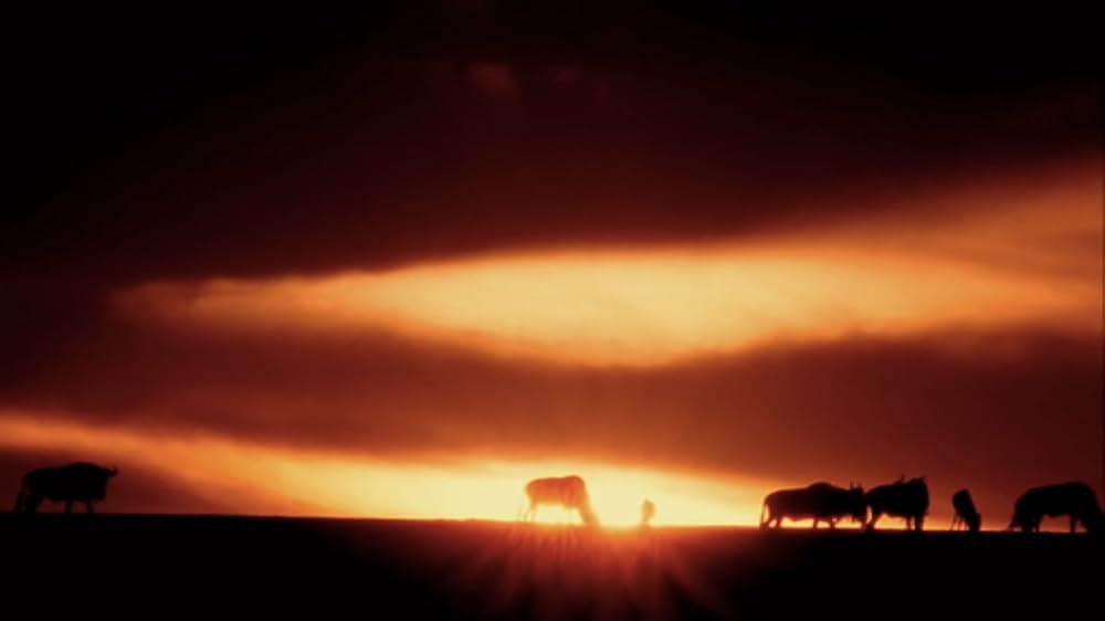 ジェーン・グドールの軌跡の画像