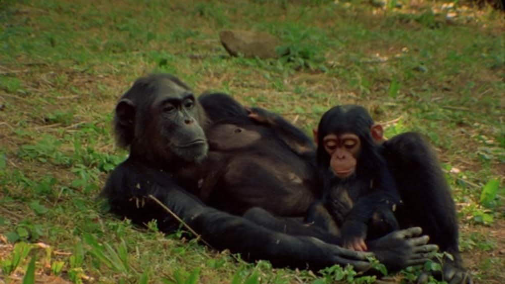 ジェーン・グドールの軌跡の画像